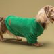 thumbnail image 3 of Suéter para perro Fitwarm, 3 unidades, forro polar, invierno, tamaño mediano, 3 of 8