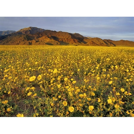 Field of Desert Gold Wildflowers, Death Valley National Park, California, USA Print Wall Art By Chuck