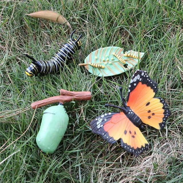 de modelo de de de mariposa de educativos para , juguetee biología de aprendizaje Conoscitivo, material didác B CUTICAT juguetes de crecimiento de insectos para niños