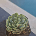 thumbnail image 2 of Echeveria Minima 2" Pot, Live Succulent, Small Succulents, 2 of 5