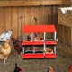 thumbnail image 2 of Chicken nesting box con lockable lid - 6 compartments, easy egg collection, leg red, protection, 2 of 6