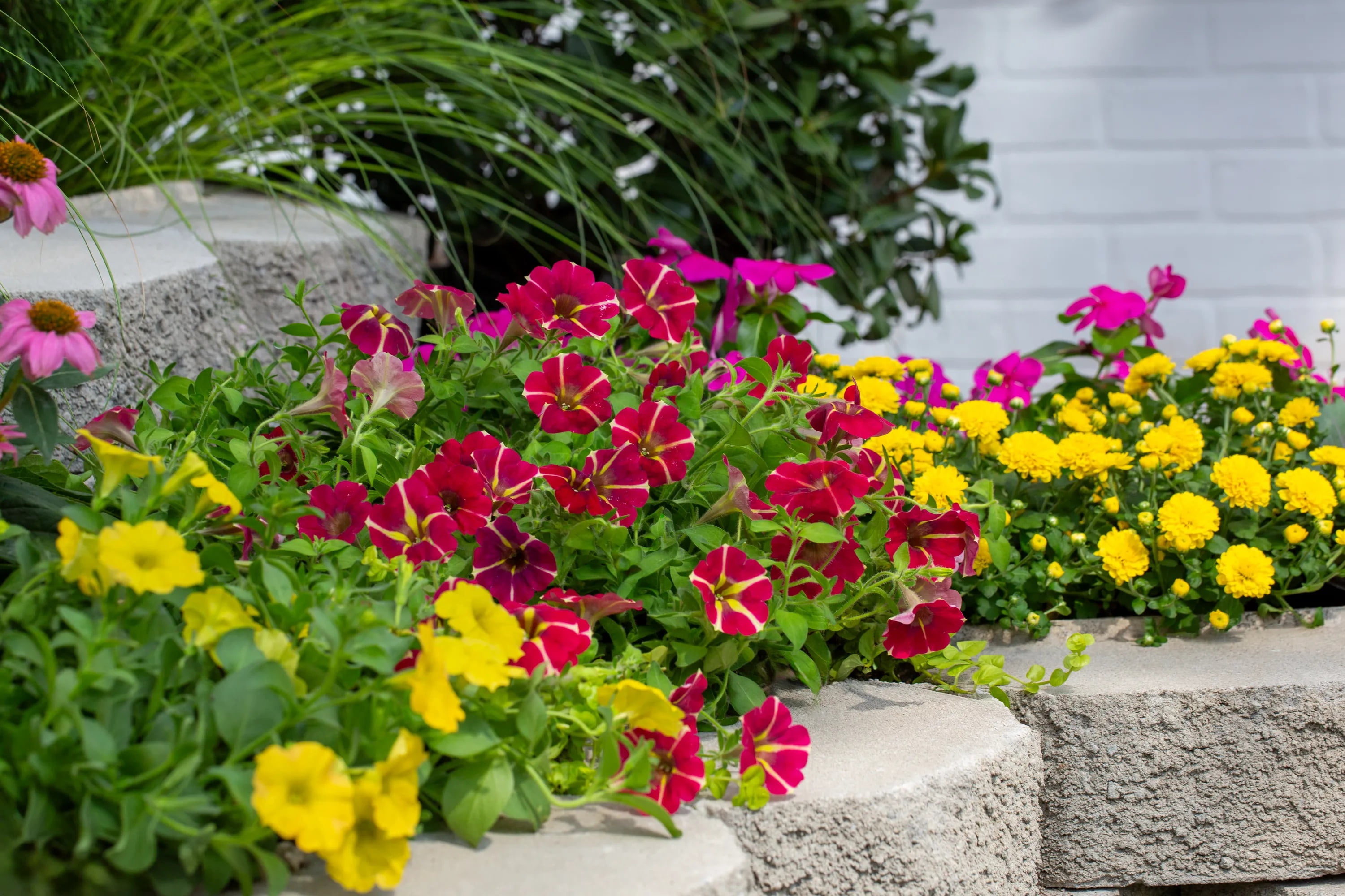 Amore 2QT Red Yellow Petunia Live Annual Plant Sun 3-Pack