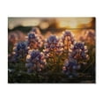 thumbnail image 3 of Designart "Blue Bonnets landscape Photo III" Floral Print on Natural Pine Wood, 3 of 5