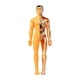 thumbnail image 1 of Modelo de cuerpo humano con órganos extraíbles para el aula, modelo interactivo de biología. Translucencia, 1 of 9