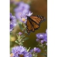 thumbnail image 2 of Rotenberg, Nancy 23x32 Black Ornate Wood Framed with Double Matting Museum Art Print Titled - New Hampshire Monarch butterfly on aster flower, 2 of 4
