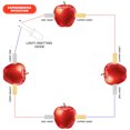 thumbnail image 4 of Mizh 10 pares de tiras de electrodos de cobre y zinc para experimentos científicos de generación de energía con frutas, 4 of 6