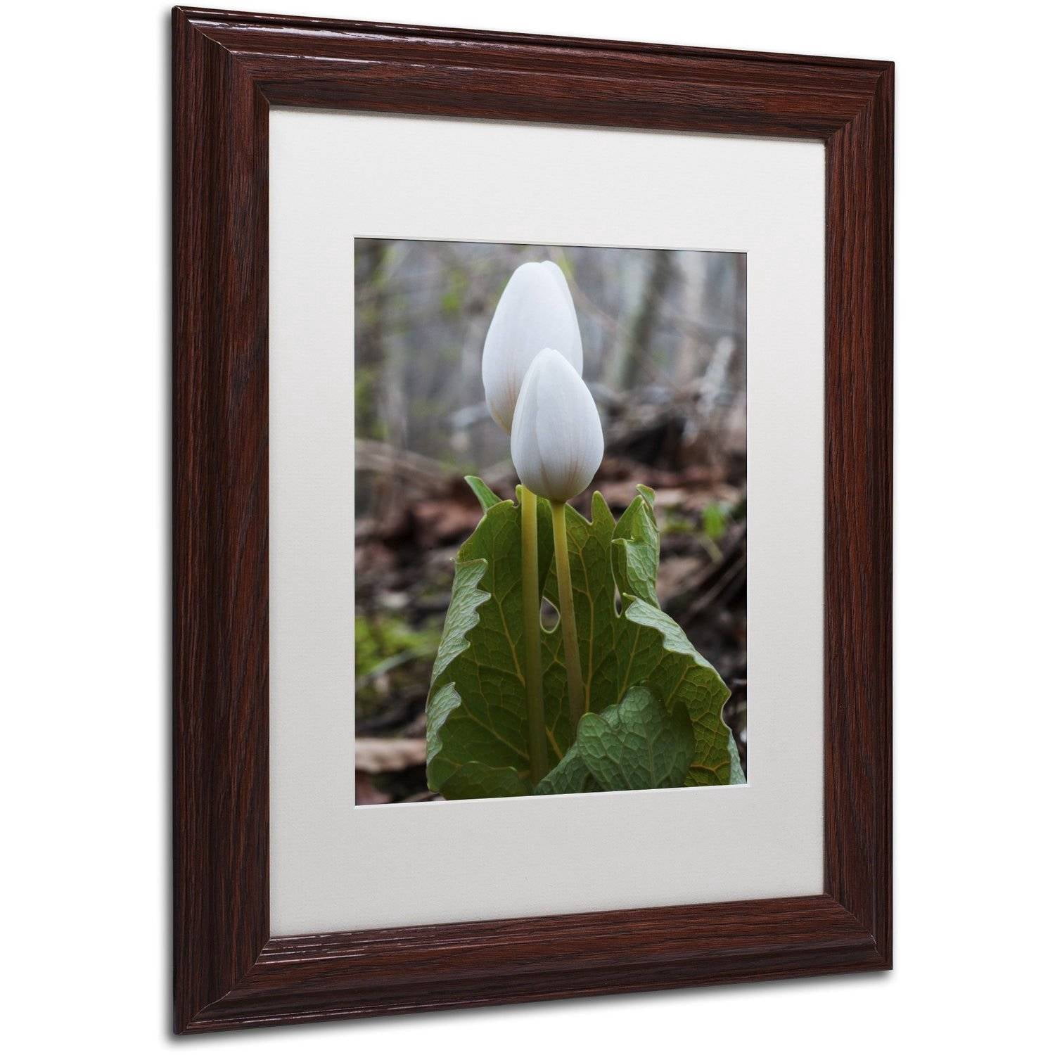 "Bloodroot Wildflower" Canvas Art by Kurt Shaffer, White Matte, Wood Frame
