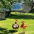 thumbnail image 3 of Metal Chicken Garden Stake Outdoor Yard For Patio Ornament, 3 of 4