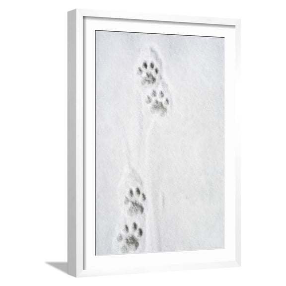 Snow Leopard Tracks, Framed Art Print Wall Art Sold by Art.Com