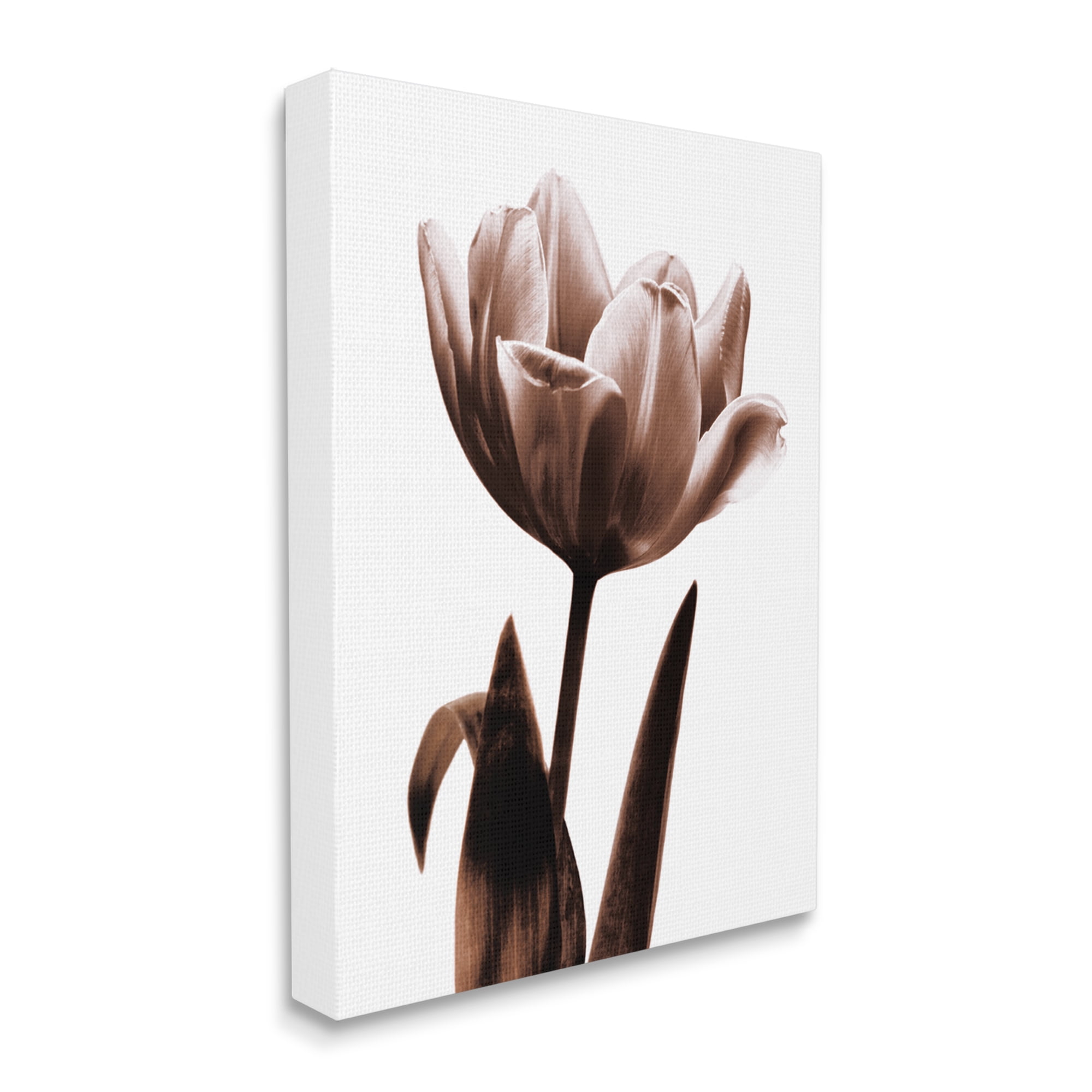 Stupell Industries Modern Tulip on White Botanical & Floral Photography Gallery Wrapped Canvas Print Wall Art, 36 x 48