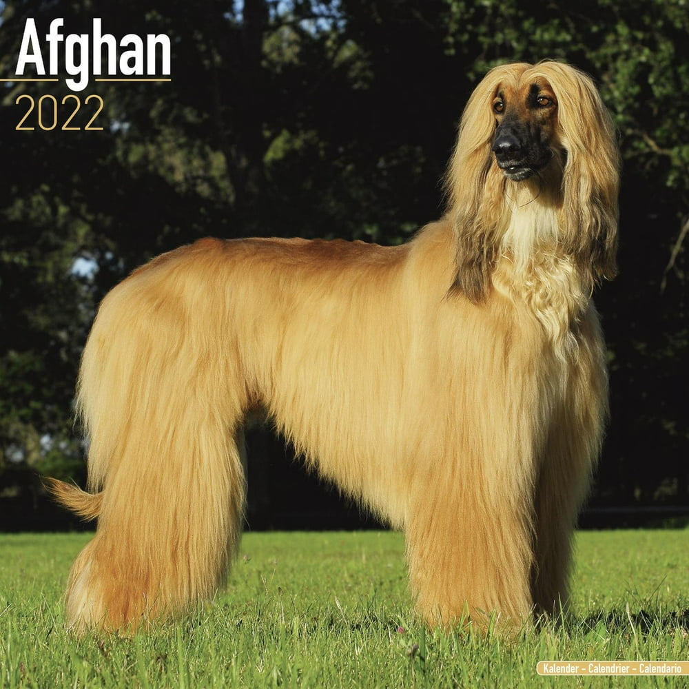 Afghan Calendar 2022 - Afghan Dog Breed Calendar - Afghans Premium Wall Afghan Calendar 2022 - Afghan Dog Breed Calendar - Afghans Premium Wall