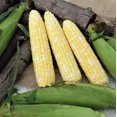 5000+ Peaches and Cream Sweet Corn Seeds Organic Hybrid Non Gmo