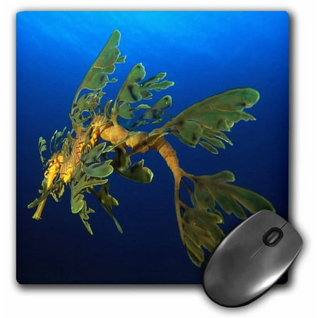 3dRose Leafy Sea Dragon - Phycodurus eques - in Esperance, Western Australia, Mouse Pad, 8 by 8 inches