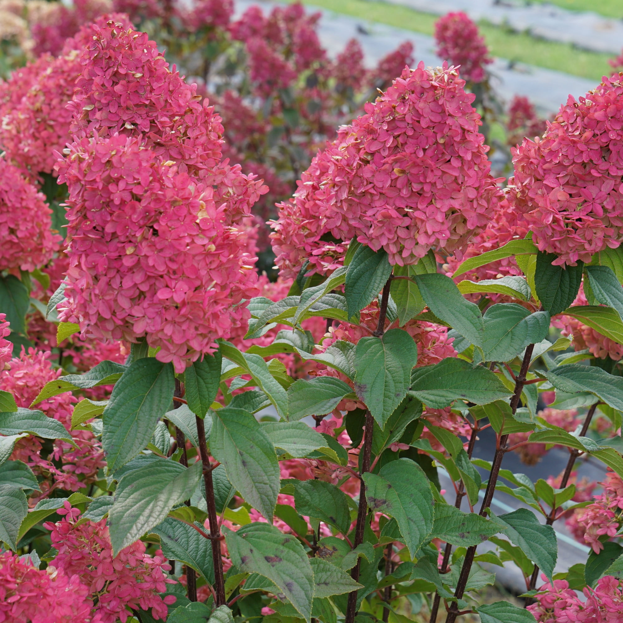 Proven Winners ColorChoice 6" Pink Quick Fire Fab Panicle Hydrangea Live Plant in 7.5" Pot