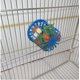 thumbnail image 2 of Jaula para pájaros bonita, alimentador de loros, accesorios para frutas, jaula, soporte para vegetales, cesta colgante, contenedor, juguetes para mascotas y pájaros, 1 ud. oso de fresa Electrónica, 2 of 5