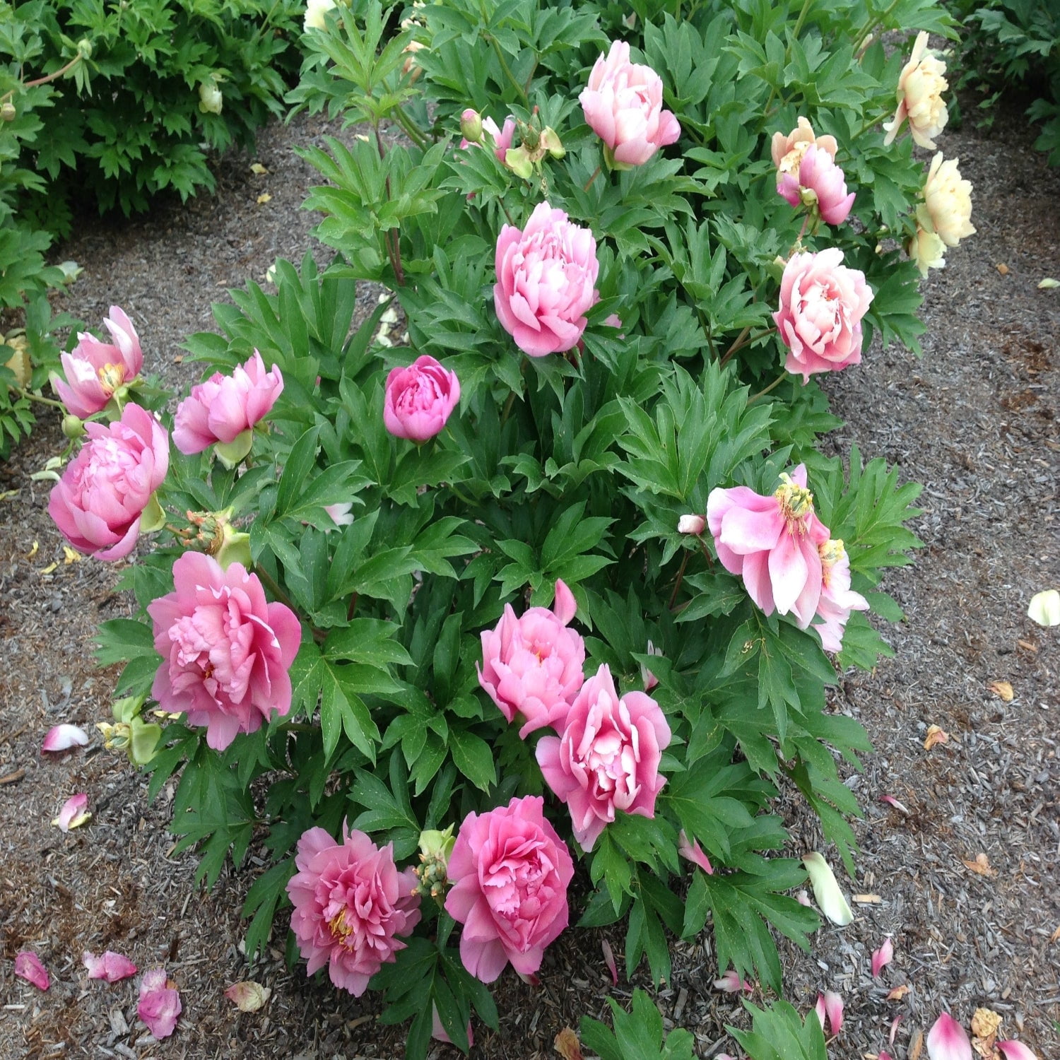 Expert Gardener 12-18" Peony Strawberry Swirl™ Live Tree in 1 gal. Grower Pot