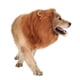 thumbnail image 3 of Disfraz De Melena De León Para Perro, Cómoda Y Agradable Para La Piel, Peluca De Melena De León Para Perro, Banda Elástica, Diseño De 2 Orejas, Poliéster Para Navidad, 3 of 8