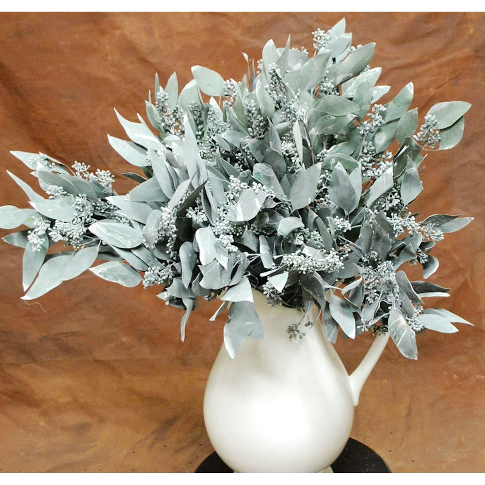 Dried & Preserved Seeded Eucalyptus Branches Colors 1 lb bunch 24