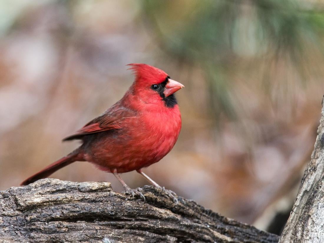 Northern Cardinal Print Wall Art By Gary Carter Walmart Com