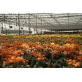 Better Homes & Gardens 2.5QT Asiatic Lily Tiny Nugget Live Plant Grower