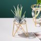 thumbnail image 2 of Terrario de plantas Baoblaze Soporte geométrico corto hierro vidrio, 2 of 4