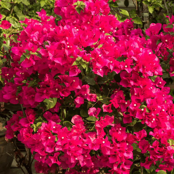 Pack 2 Barbara Karst Bougainvillea Tree Live Plants Paperflower Red Bougainvillea Vine 4-6 Inch Tall