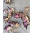 thumbnail image 2 of Canna,  Low Maintenance -Excellent Display, Easy Grow - Ideal for Beds Borders, Plant Pots & Planters., 2 of 5