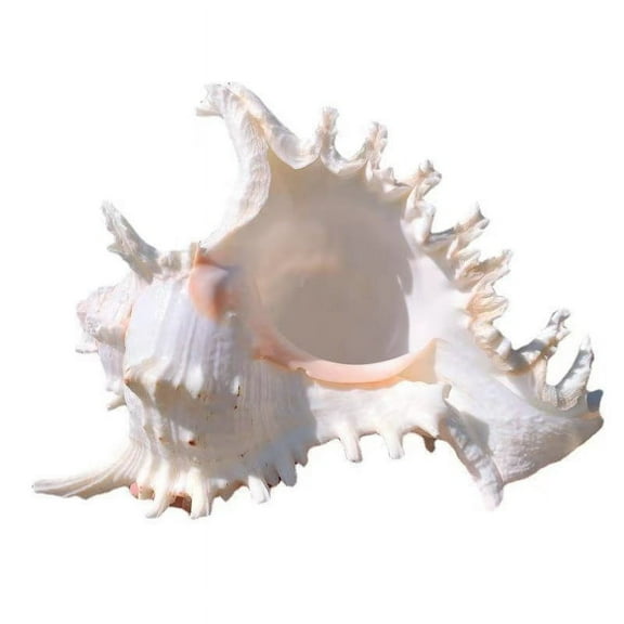 WEUVEB Natural Seashells Conch Shell Ornament Beige 1Pcs