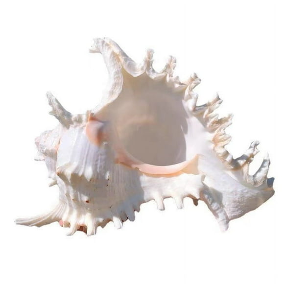 Coquille de Conque Naturelle Grand Coquillage Ornement Côtier pour Remplissage de Vase Décoration de Mariage Plage Décorations de Fête à Thème Océan
