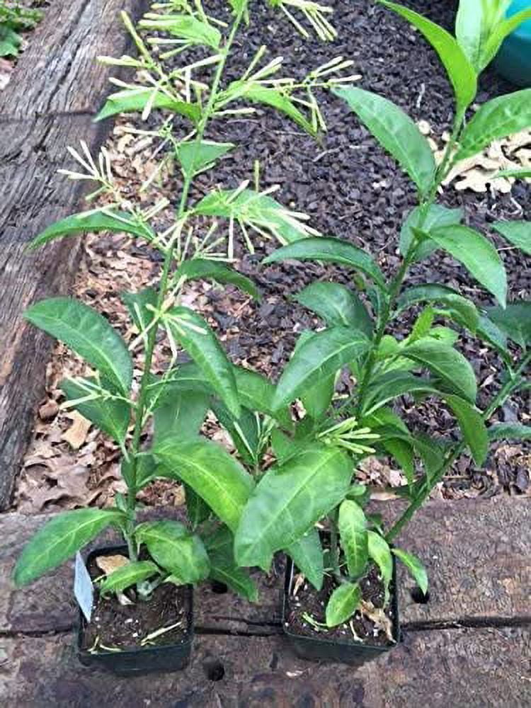 Daylily Blooming Jasmine 2 Pots Fragrant Shrub