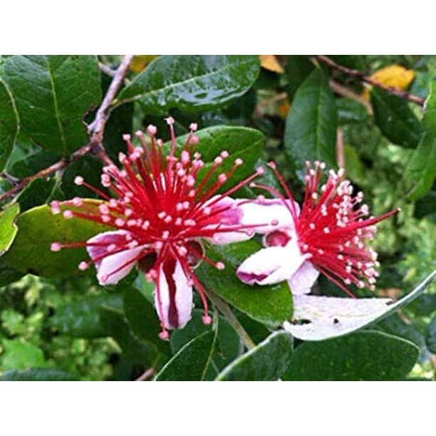 2 Feijoa Pineapple Guava Live Plants 4 inch pots