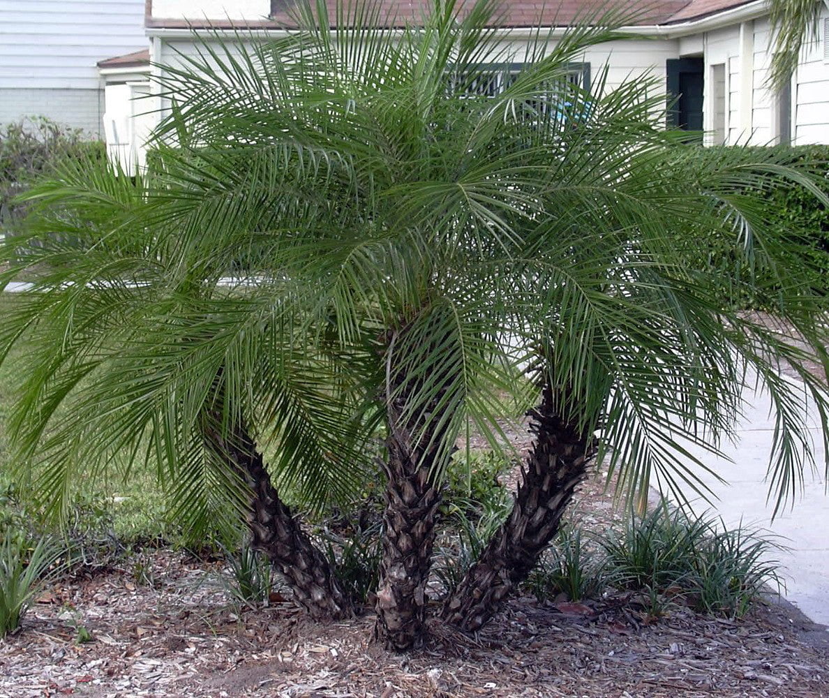 Phoenix Roebellini Pygmy Date Palm - Live Plant in a 3 Gallon Growers Pot - Phoenix Roebelenii - Beautiful Clean Air Indoor Outdoor Houseplant