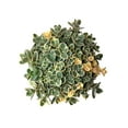 thumbnail image 2 of Better Homes and Gardens Outdoor Live Plant Sedum Stonecrop Sunsparkler Lime Twister Lime Green 1QT, Full Sun, 2 of 5
