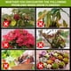 thumbnail image 5 of Suplemento potenciador de crecimiento vegetal | Solución nutritiva universal concentrada de 50ml para enraizamiento rápido, plantas más fuertes, flores mejores | Soporta árboles frutales, 5 of 9