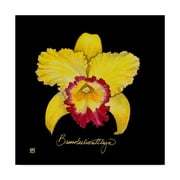 Trademark Fine Art 'Vivid Orchid VII' Canvas Art by Ginny Joyner