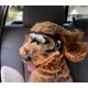 thumbnail image 2 of Gafas para Mascotas TUNC Impermeables a Prueba de Viento 21,5*6 cm Color Negro, 2 of 4