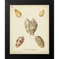thumbnail image 2 of Knorr 15x18 Black Modern Framed Museum Art Print Titled - Antique Knorr Shells III, 2 of 5