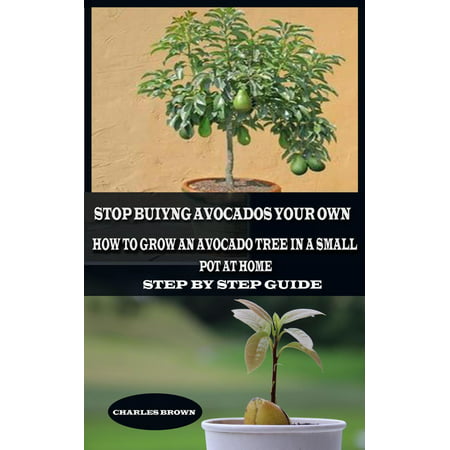 Stop Buying Avocados Grow Your Own: How to Grow an Avocados Tree in a Small Pot at Home -