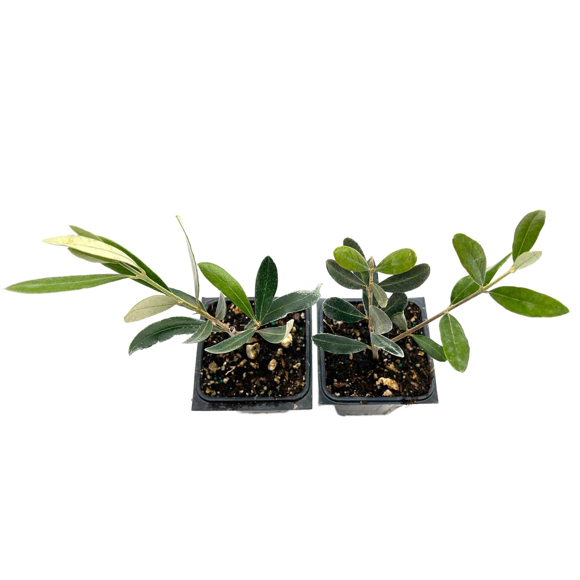 2 Mission Olive Trees – Evergreen Edible Olive Fruit Tree for Indoor or Outdoor Growing, Mediterranean Patio & Container Plant (Olea europaea ‘Mission’) in 3.5″ Cubes, Live Plants