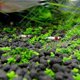 thumbnail image 5 of 50% Off New Aquarium Ornament Plant Seeds Fish Tank Landscape Decoration Water Grass Seed Easy To Grow, 5 of 5