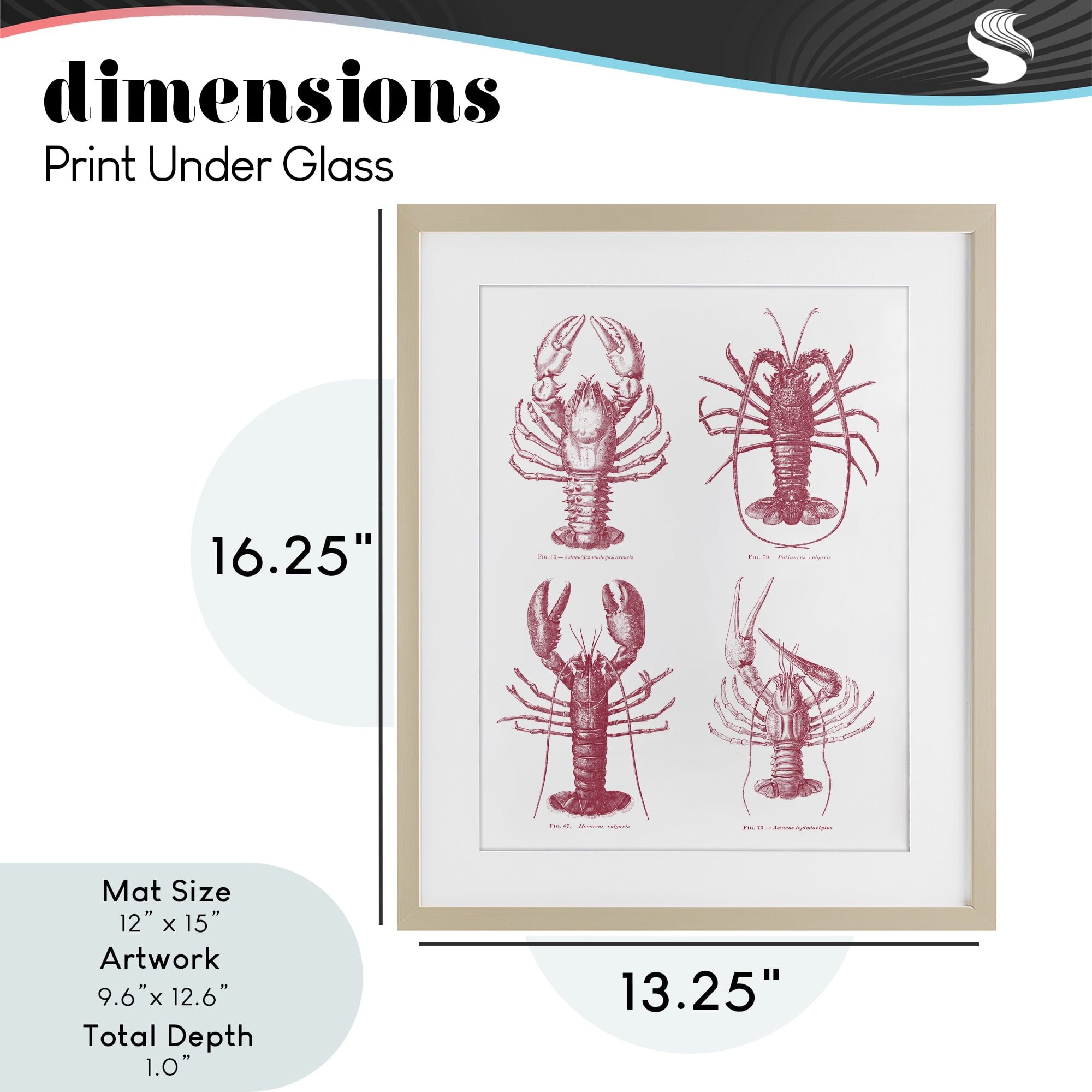 Timeless Lobsters Species Birch Framed Print Under Glass, design by Lettered and Lined