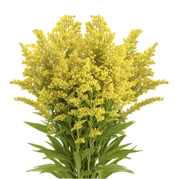60 Stems of Yellow Asters Solidago- Beautiful Fresh Cut Flowers- Express Delivery