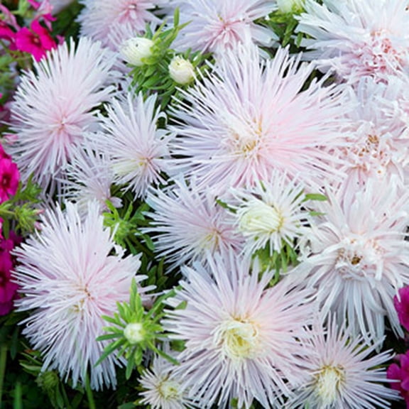 Starlight Pink China Aster Flower Seeds – 50 Pack | Summer–Fall Blooming Garden Annual