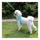 thumbnail image 4 of Arnés Chaleco P/perro Ajustable Reflectivo Con Correa 1.5m, 4 of 8