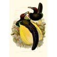 thumbnail image 2 of Gould 18x24 White Modern Wood Framed Museum Art Print Titled - Gould Bird of Paradise IV, 2 of 4