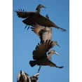 thumbnail image 2 of Bennion, Scott 24x32 Black Ornate Wood Framed with Double Matting Museum Art Print Titled - Hammerkops in flight, 2 of 4