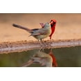 thumbnail image 2 of Ditto, Larry 18x13 White Modern Wood Framed Museum Art Print Titled - Northern Cardinals-Texas-USA, 2 of 4