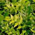 thumbnail image 2 of Expert Gardener Holly Fern (2.5 Quart) Semi-evergreen perennial with glossy green foliage - part sun to shade plant, 2 of 8