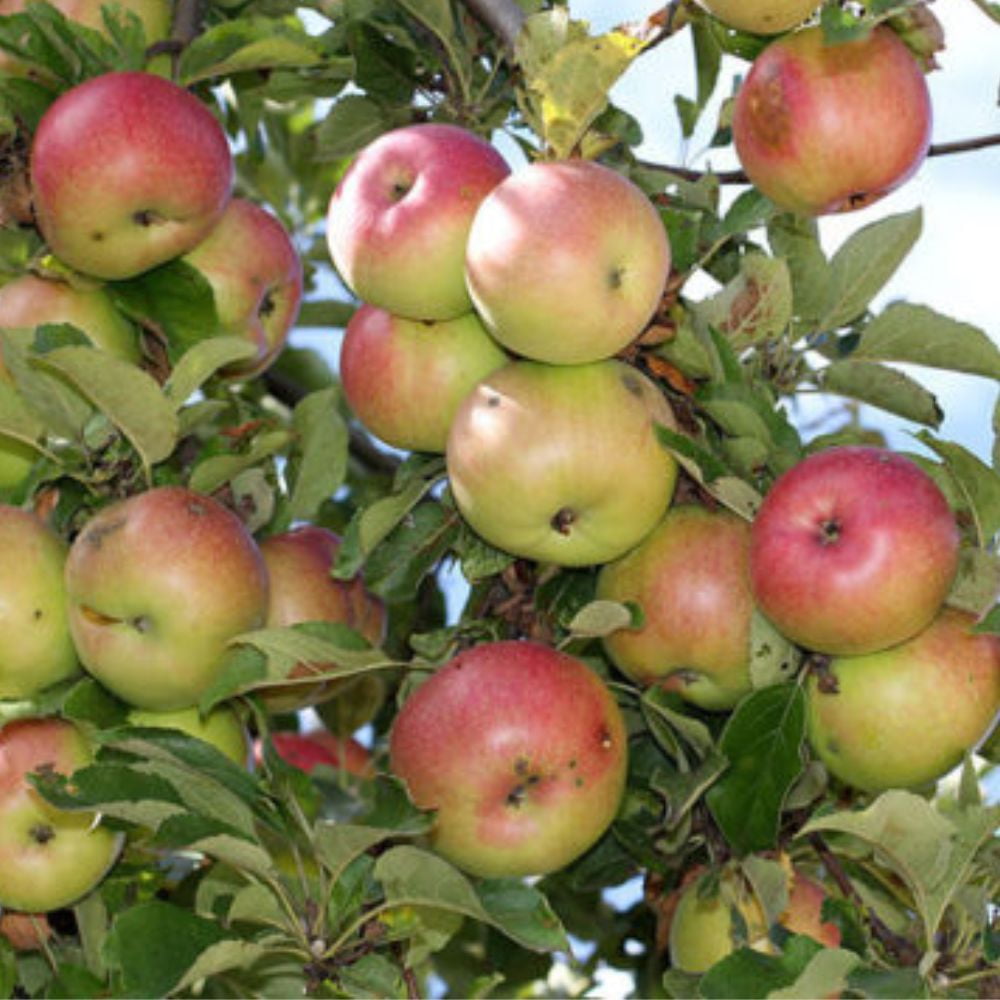 Expert Gardener 3-4 ft. tall Semi Dwarf McIntosh Apple Live Tree in 7- Gallon Grower Pot