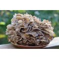 thumbnail image 4 of shiyou-: Spores Maitake Dancing Mushrooms Seeds Mycelium Spawn Substrate for Planting, 4 of 4